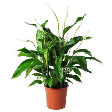 Spathiphyllum Plant - Peace Lily - White Sails - Spathe Flower